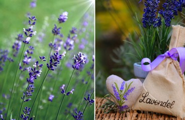 gesundheit schenken  mit lavendel