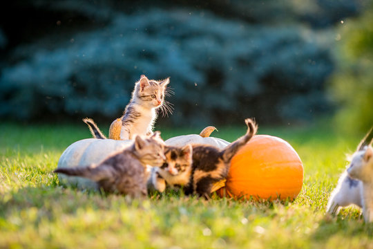 Cute siblings kittens play and sit around pumpkins on green autumn grass on a meadow. Warm evening light, photo shoot in the golden hour on October day shortly before Halloween. © lightcaptured