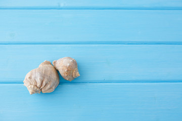 Few sea shells on a blue  table