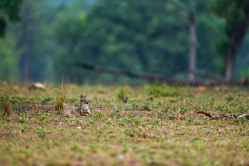 Naklejka na ściany i meble Nature Painting or scenery by Indian jackal Canis aureus indicus or Himalayan jackal or Golden jackal in early morning blue hours at forest of central india kanha national park, madhya pradesh, india