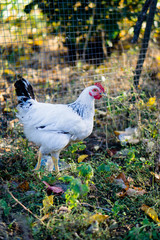 Village chicken in the backyard of country house