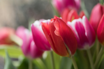 vibrant red and pink tulips with soft creamy bokeh and shallow depth of field