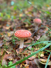 White and red mushroom in the forest