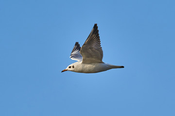 Bird - a young steppe seygul (Larus chachinnans) in flight against a blue sky. Close-up.