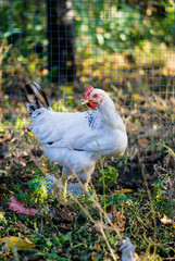Village chicken in the backyard of country house