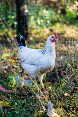Village chicken in the backyard of country house