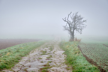Moody foggy autumn landscape with agricultural fields and a decaying overgrown path leading into...