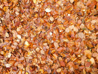 Golden autumnal leaves as nature background.