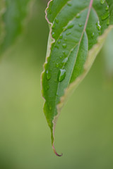 Obraz premium 푸르른 자연