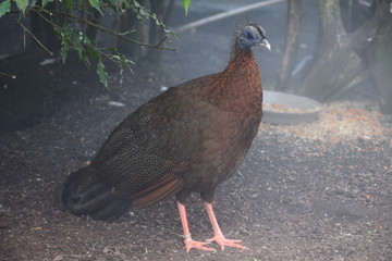 Beauval