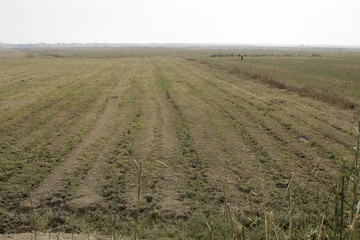 Fototapeta na wymiar A plowed boundless field, a cow grazes in it in the distance