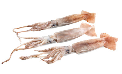 flying squid isolated on white background
