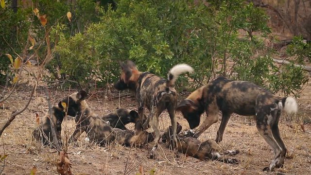 African wild dog couple with their cubs in Kruger National park, South Africa ; Specie Lycaon pictus family of Canidae