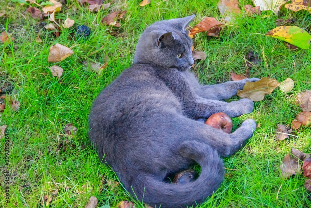 Wall mural Beautiful cat lies on the grass with leaves. Pet. Cat for a walk