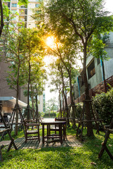 City park with green grass and trees at sunset light