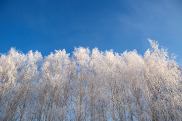 Obraz na płótnie Canvas willow tree in frost closeup on background of blue sky