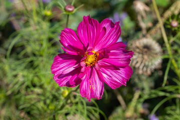 Pink magenta cosmos flower blossom among green foliage, close-up of opened petals, backdrop wallpaper background. Beautiful large garden cosmos flower