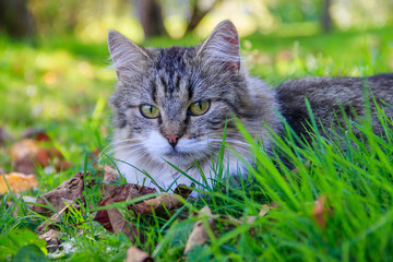 Beautiful cat lies on the grass with leaves. Pet. Cat for a walk