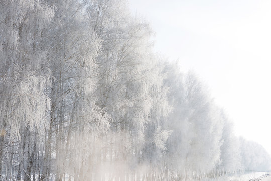 Beautiful winter white snowy with snow on tree branches © Alik Mulikov