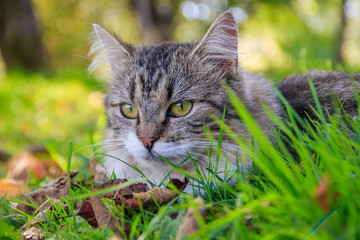 Naklejka na ściany i meble Beautiful cat lies on the grass with leaves. Pet. Cat for a walk