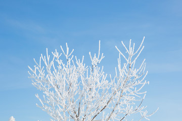 Birch forest in winter