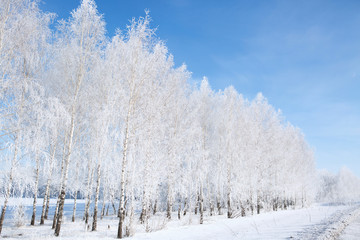 Branch of a tree in snow against the blue sky