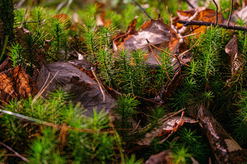 Green moss in autumn leaves.  Forest autumn landscape