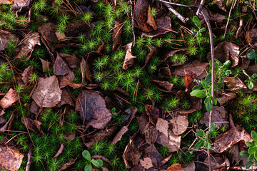 Green moss in autumn leaves. Forest landscape. View from above