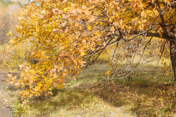 autumn leaves in the park