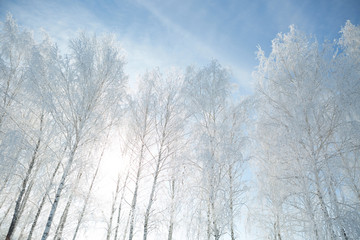 Winter framework. White frozen trees and blue sky.