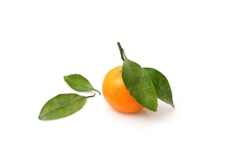 Mandarins with fresh green sprig isolated on white background