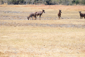 Fototapeta na wymiar Group of tessebees grazing on the African savannah in Botswana. Damiliscus Antelope, Tessebee, Red hartebeest easy prey for poaching and hunting for long horns. Hunting trophy