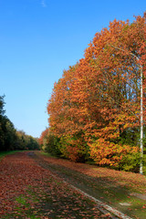 Naklejka premium Sur les routes en automnes