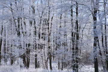 Frozen trees and branches