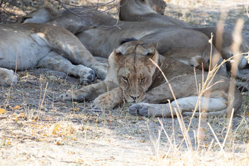 young male lions rest under a tree in the African savannah during the dry season. African predators, big five in Botswana