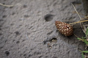 lonely pine cone