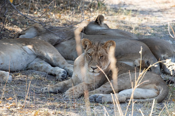 young male lions rest under a tree in the African savannah during the dry season. African predators, big five in Botswana