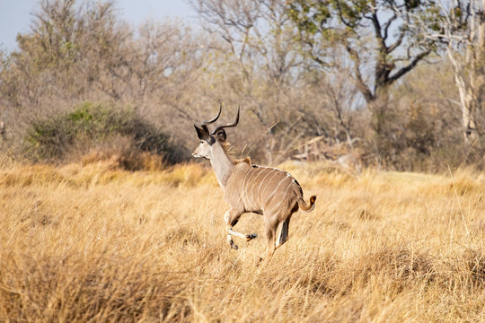 Kudu antelope in the bush, wild animals during african safari