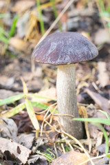 Edible mushroom grows in the forest . Nature. Spore-like plants. The plants of the forest. Meal.