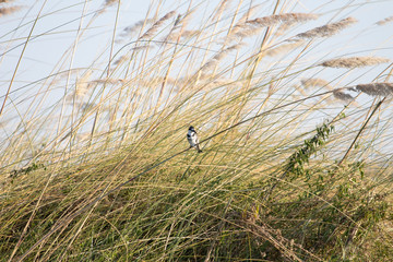 pied kingfisher in a reed bed of the okavango delta. African water birds, black and white kingfisher