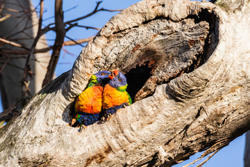 A pair of Rainbow Lorikeets in a tree hollow