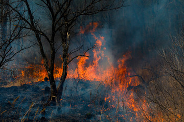 Forest fire. Forest fire in the autumn season.