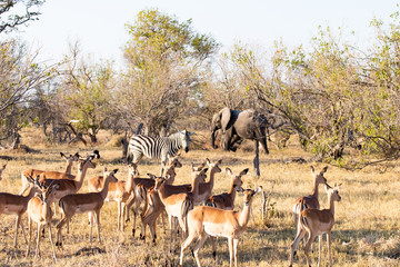 Naklejka na ściany i meble Savannah landscape with elephants, zebras and impala antelopes in the bush. African sunset landscape with wild animals during a game drive safari in Botswana. ecosystem with different animals together