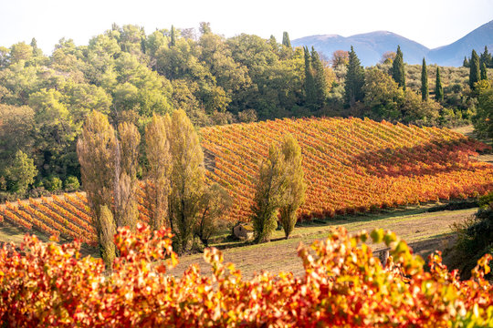 Sagrantino di Montefalco Vineyards in autumn, Umbria, Italy