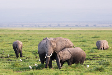 Naklejka na ściany i meble Elefant mit Jungem (säugend) Masai Mara, Kenia