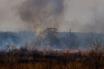 Forest fire. Forest fire in the autumn season.