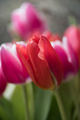 tulips with a happy and romantic mood in vibrant red and pink colours with soft and creamy bokeh 