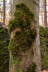 Geheimnissevolle Landschaft des Druidenhaines in der Fränkischen Schweiz