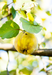 Yellow ripe quince on tree branch closeup