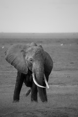 Afrikanischer Elefant in Kenia